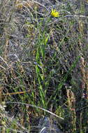 Слика од Tragopogon dubius Scop.