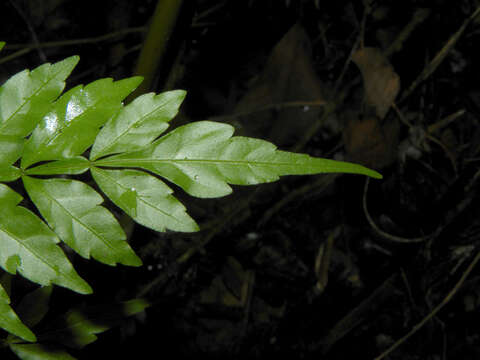 Слика од Paullinia serjaniifolia Triana & Planch.