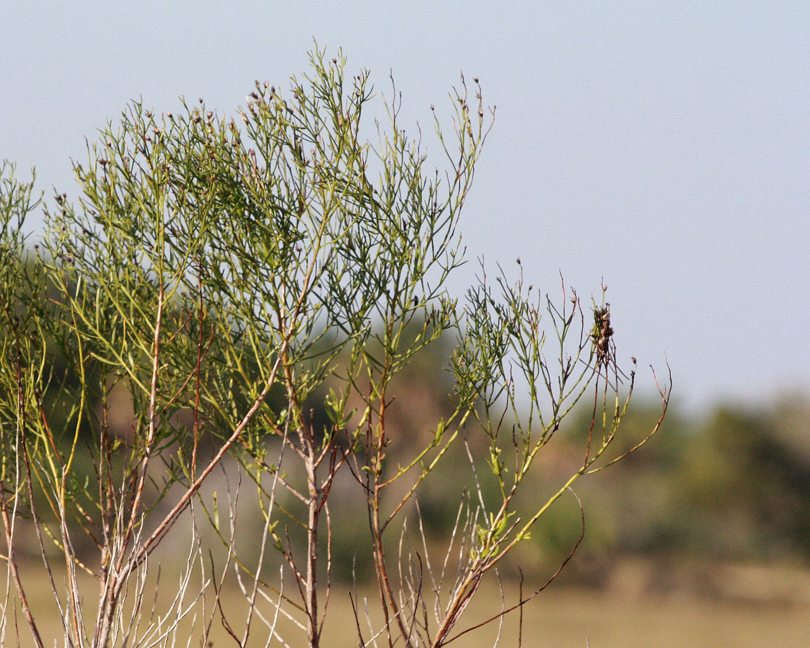 Слика од Baccharis angustifolia Michx.