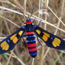 Euchromia polymena Linnaeus 1758 resmi