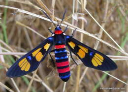 Imagem de Euchromia polymena Linnaeus 1758