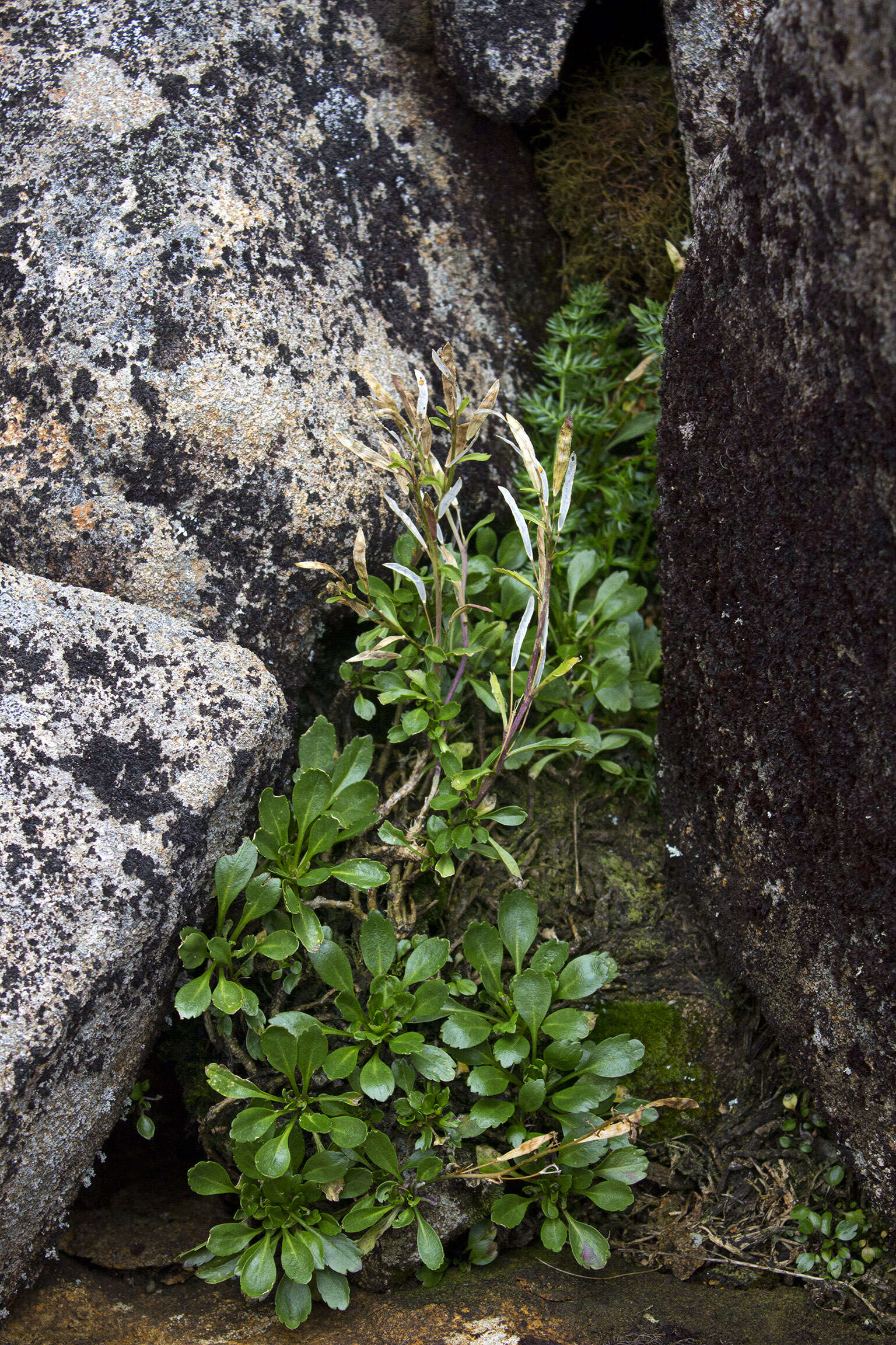 Image of Pachycladon radicata (Hook. fil.) Heenan & A. D. Mitch.