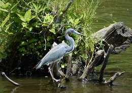 Image of Tricolored Heron