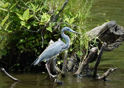 Image de Aigrette tricolore