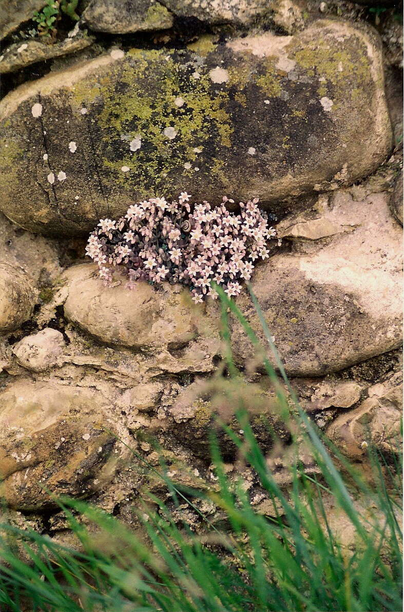 Image of thick-leaf stonecrop