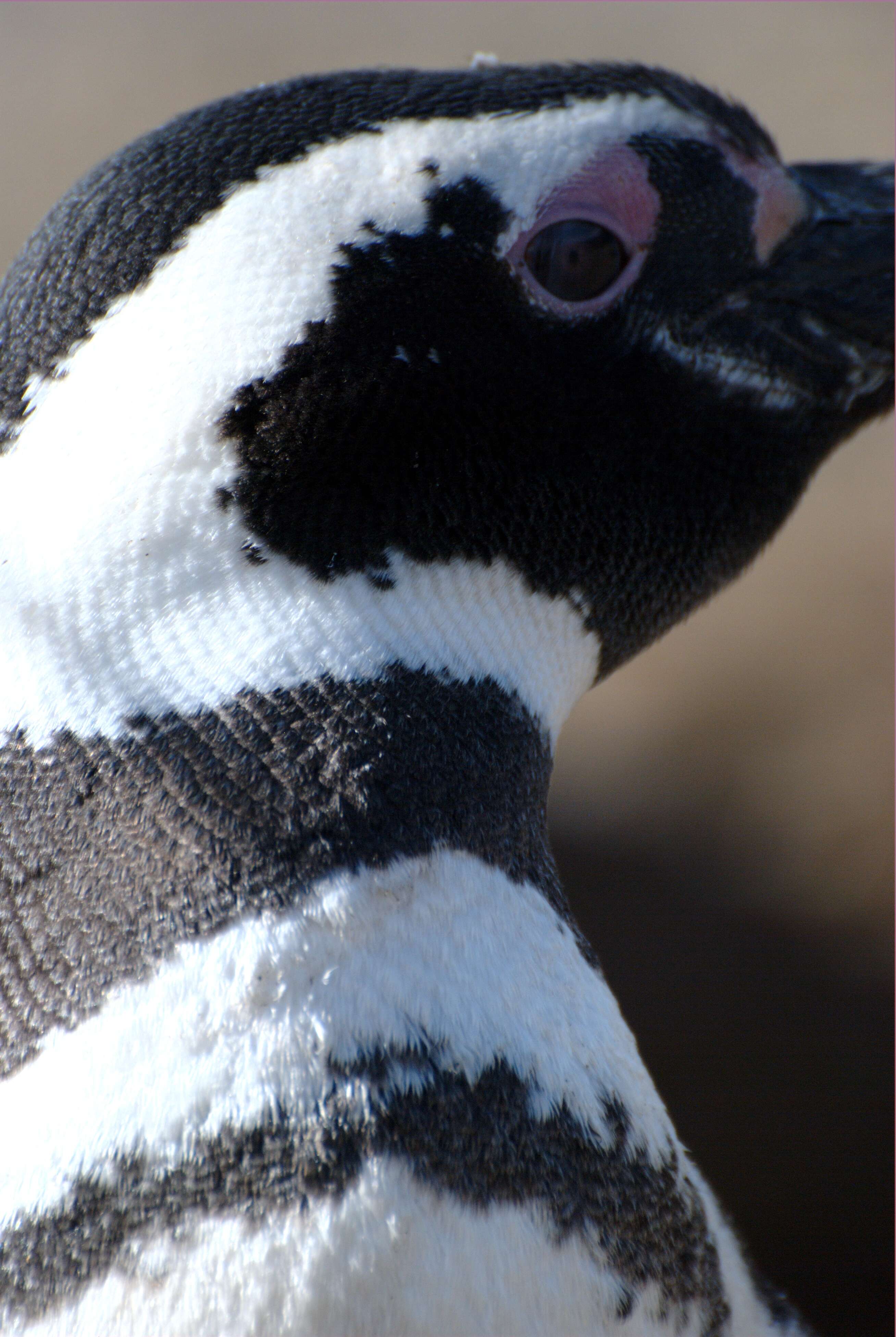 Image of Magellanic Penguin