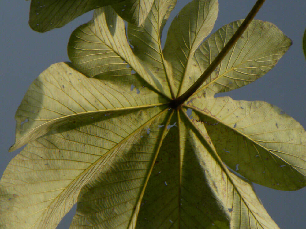 Image of Yagrumo Hembra, Trumpet-Tree