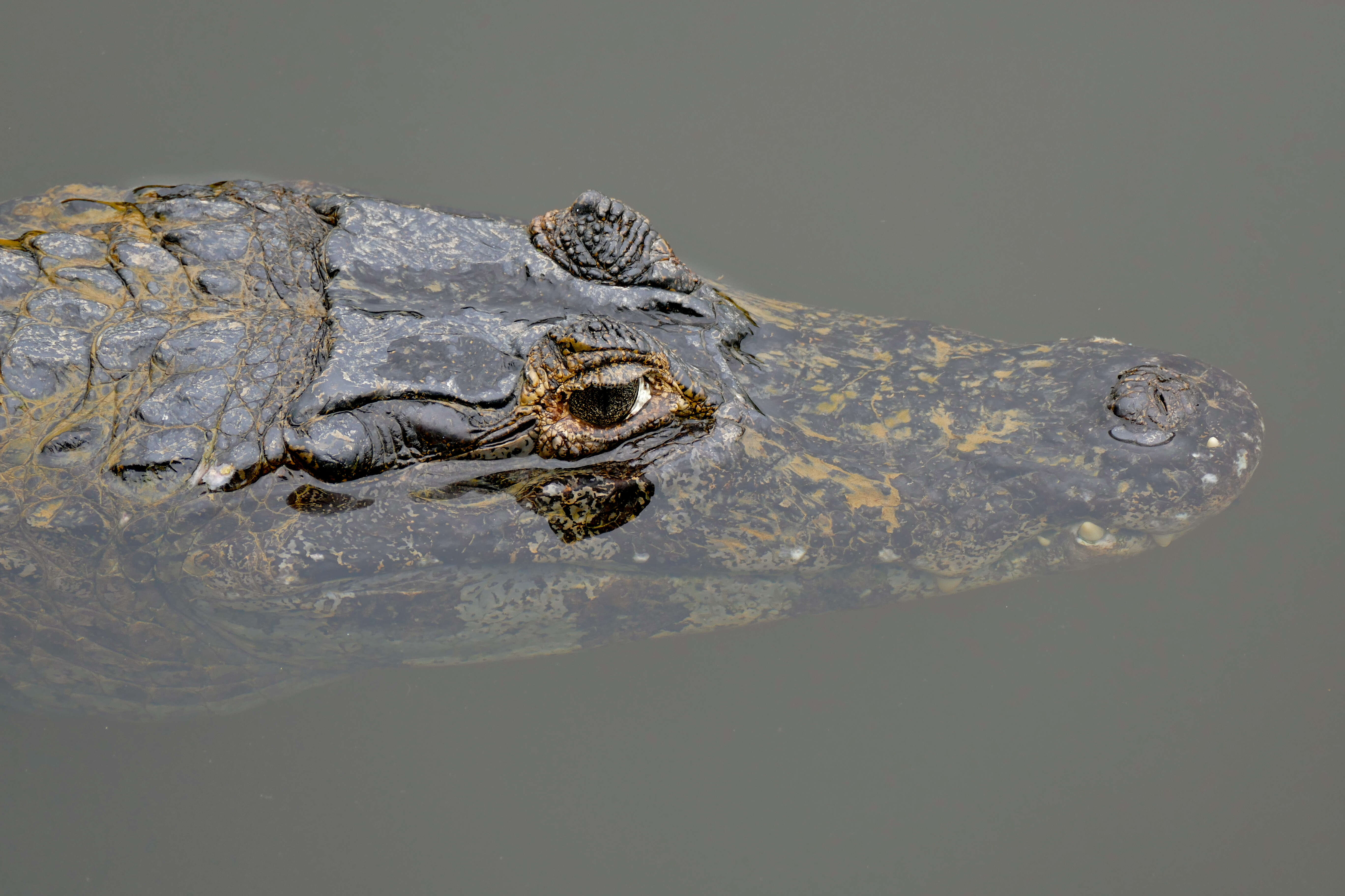 Image of Caimans