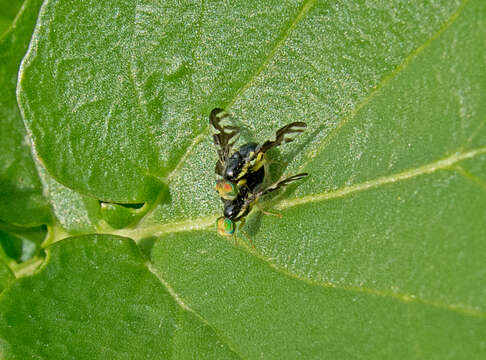 Image of Celery Fly