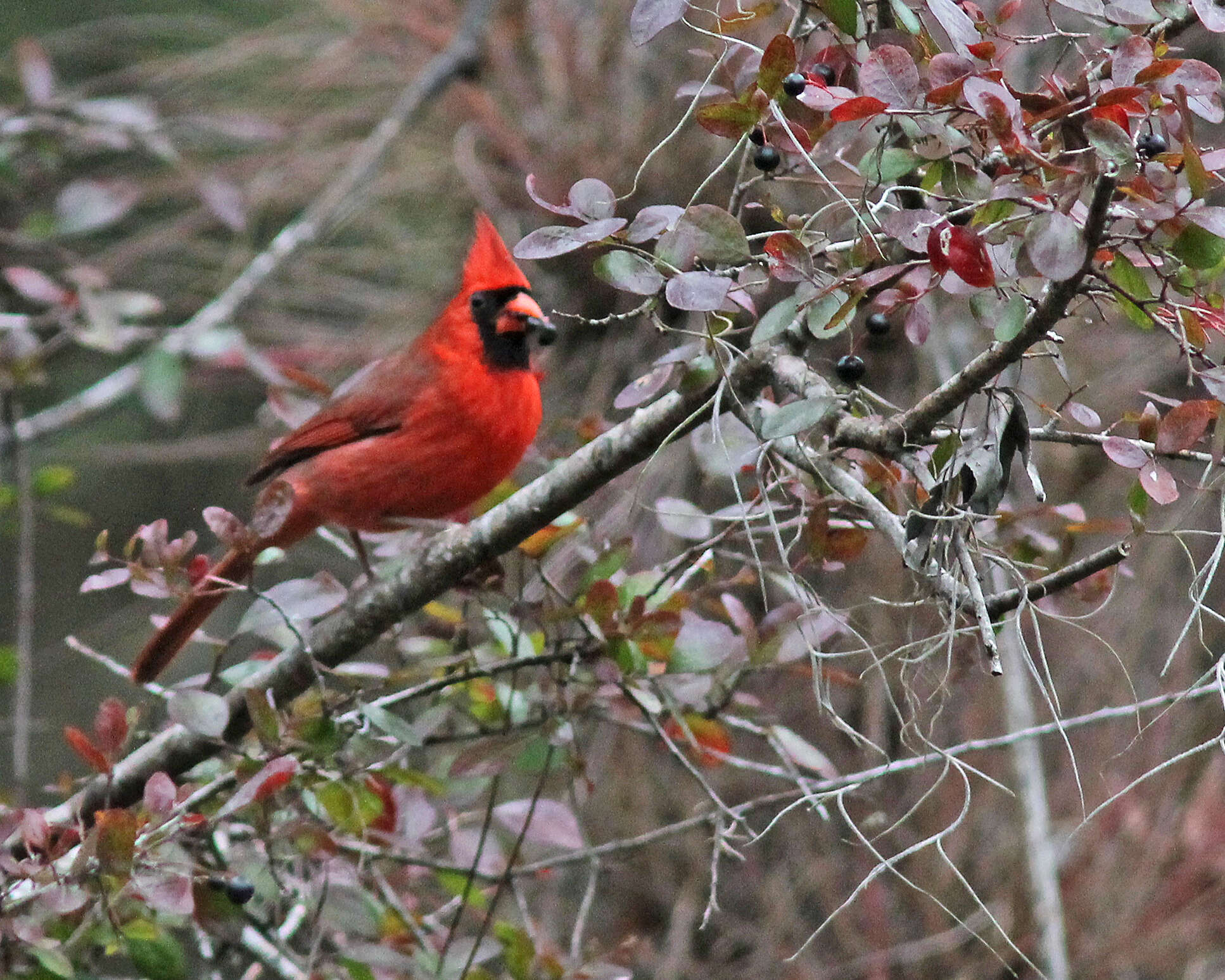 Imagem de Cardinalis Bonaparte 1838