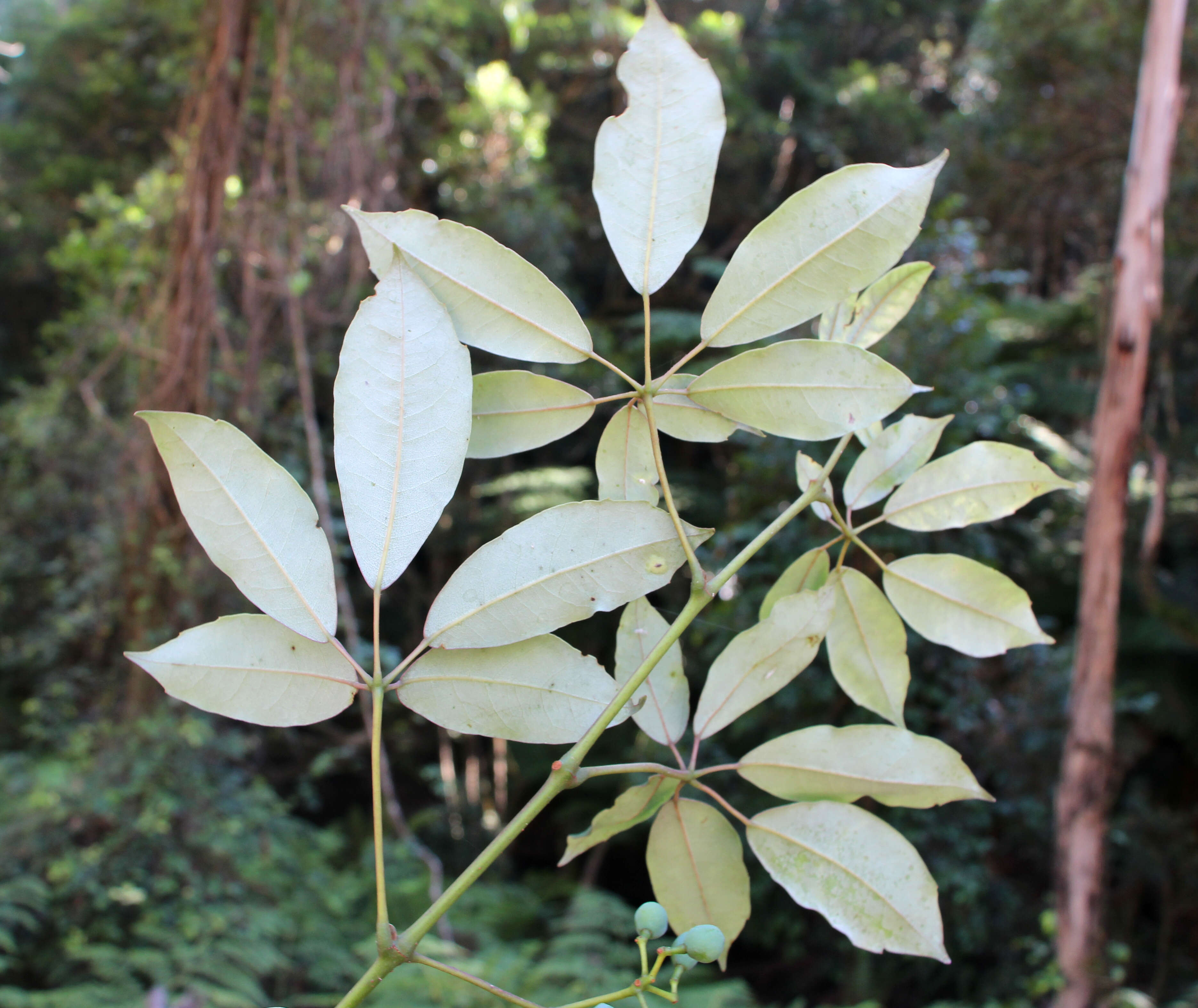 Image of Nothocissus hypoglauca (A. Gray) Latiff