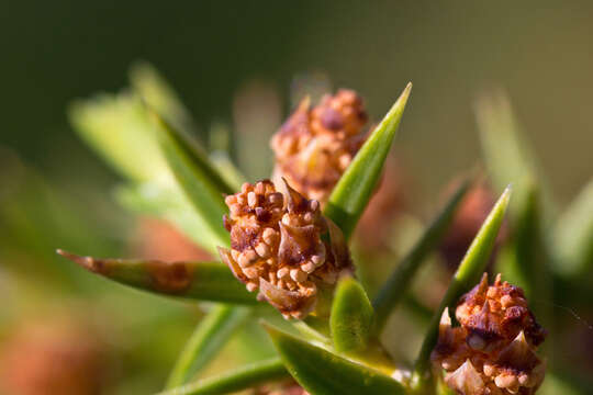 Image of Common Juniper