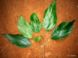 Ficus exasperata Vahl的圖片