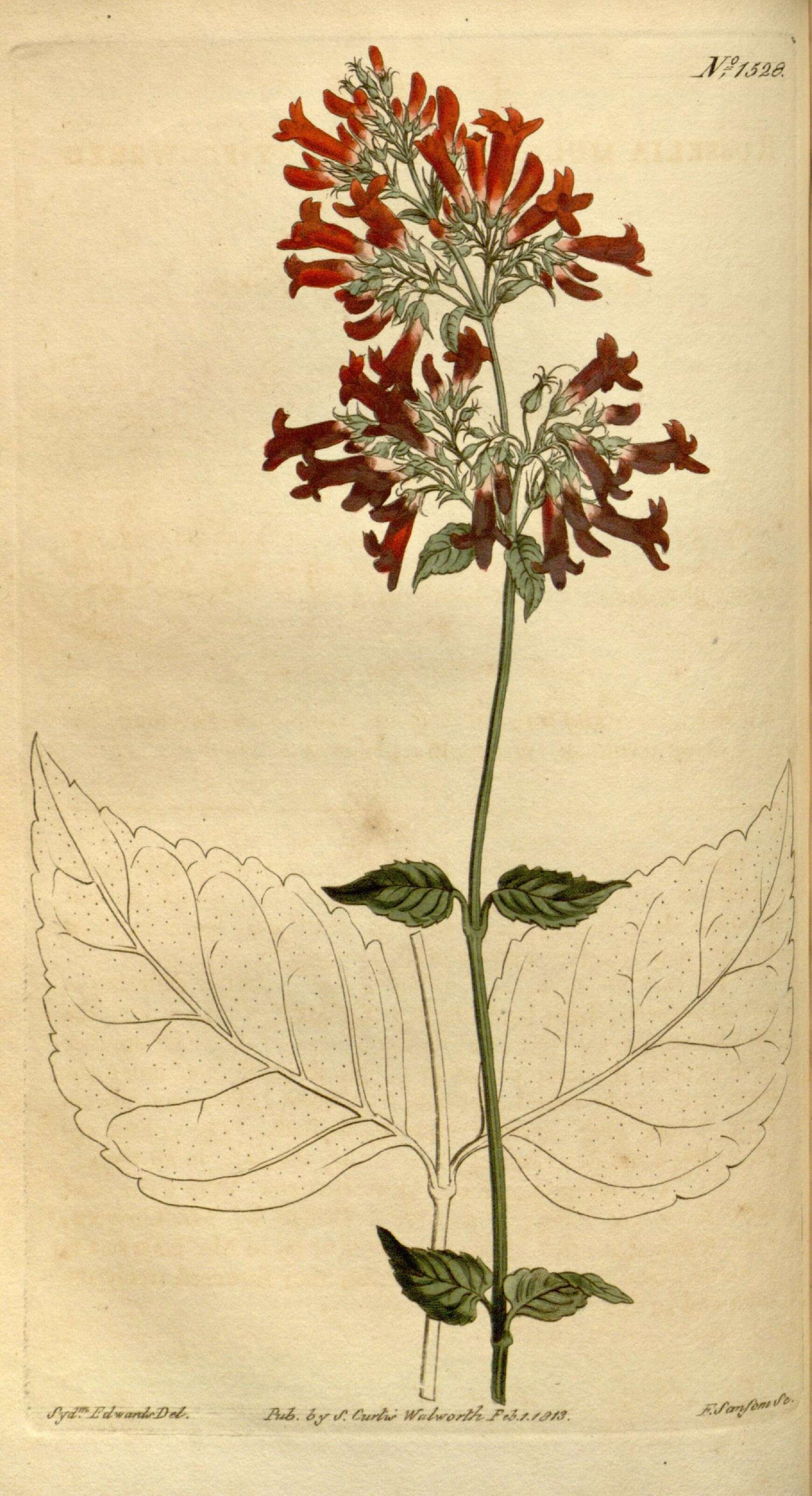 Image of Russelia multiflora Sims