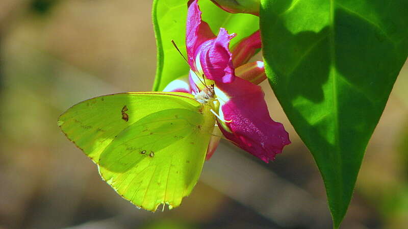 Image of Temnadenia violacea (Vell.) Miers