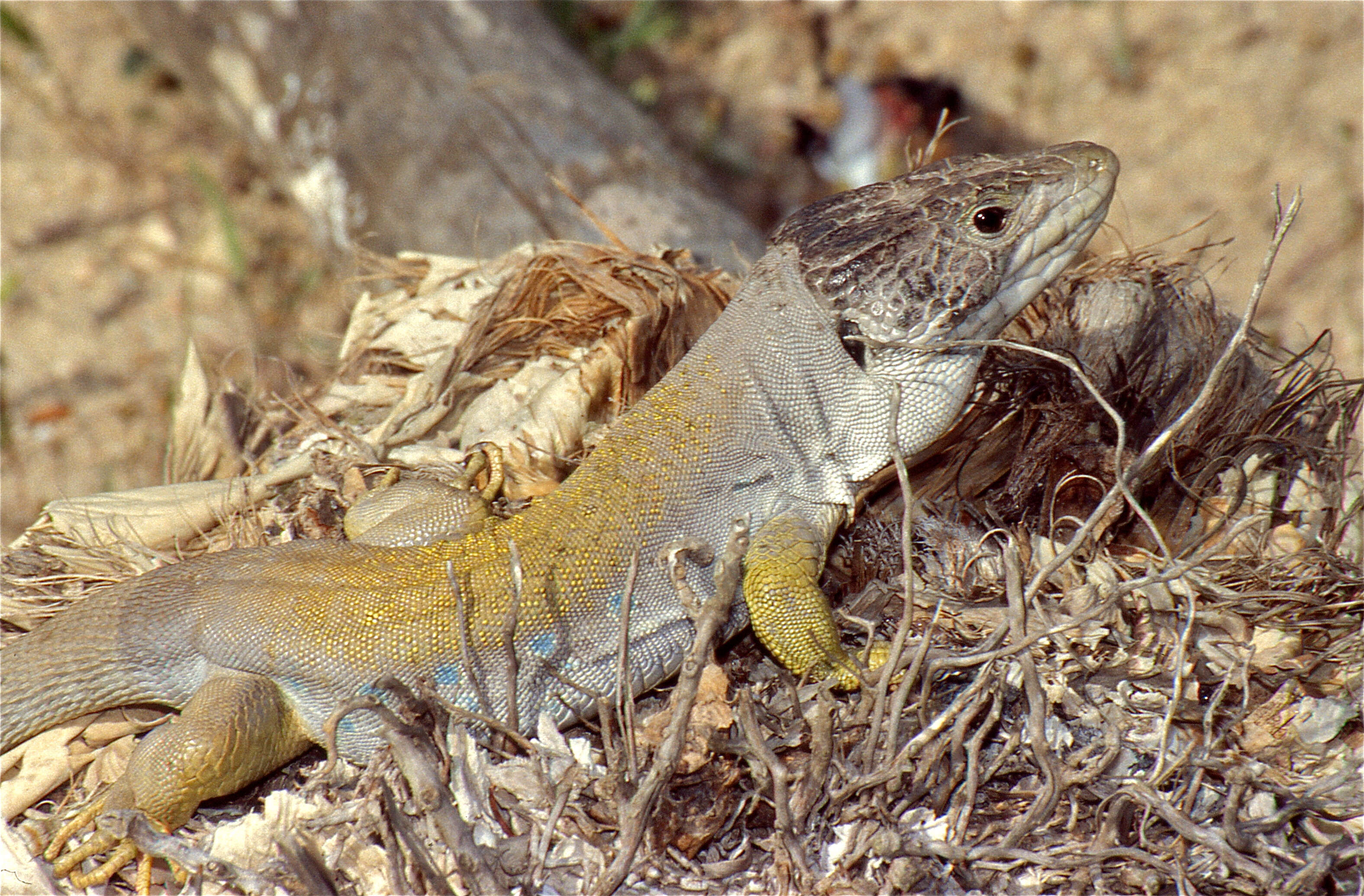 Sivun Timon nevadensis (Buchholz 1963) kuva