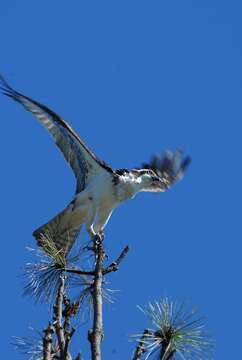 Image of ospreys