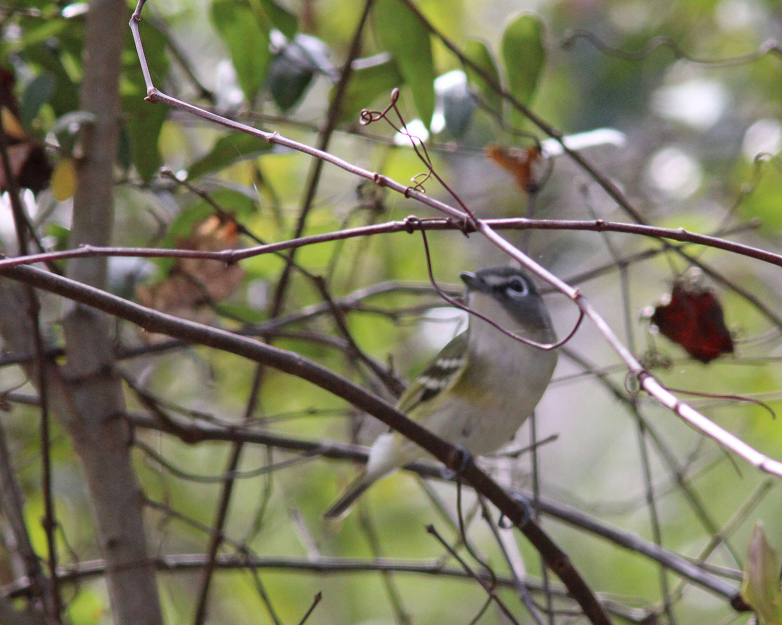 Image of Vireo Vieillot 1808