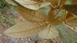 Image of Vitex hypoleuca Schauer