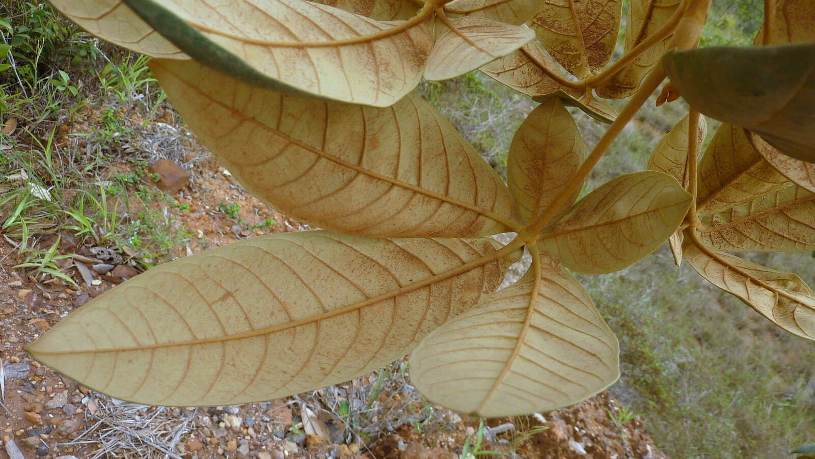 صورة Vitex hypoleuca Schauer