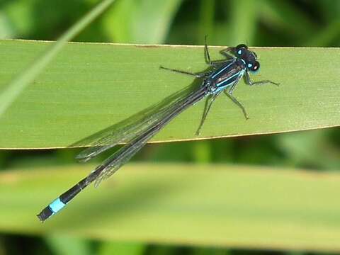 Image of Common Bluetail