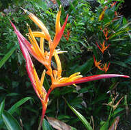 Image de Heliconia hirsuta L. fil.