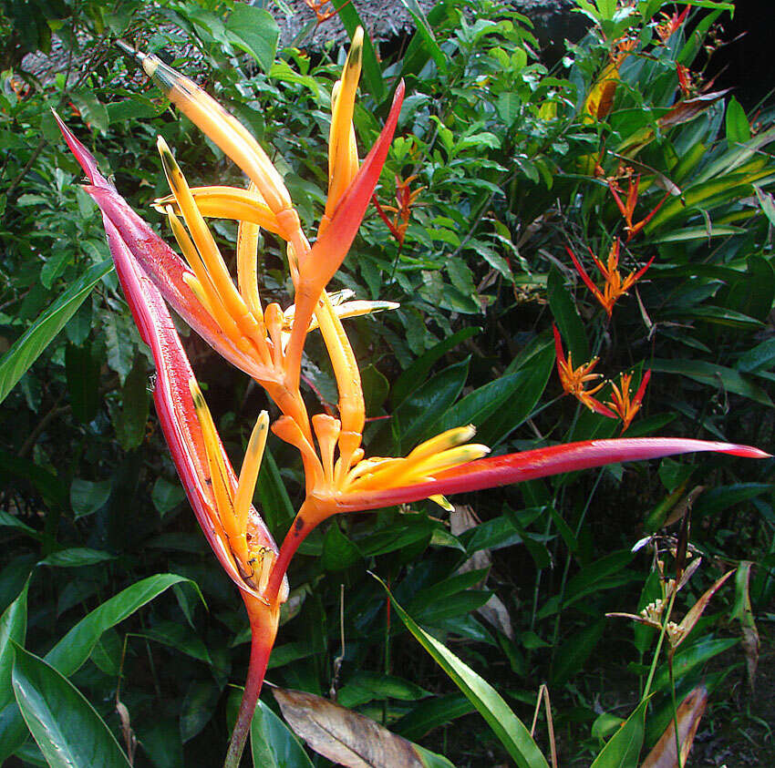 Image of Heliconia hirsuta L. fil.