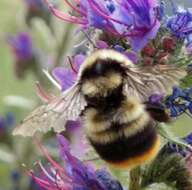 Image of Red tailed bumblebee