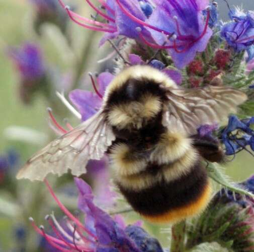 Image of Bumblebees