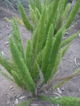 Image of asparagus