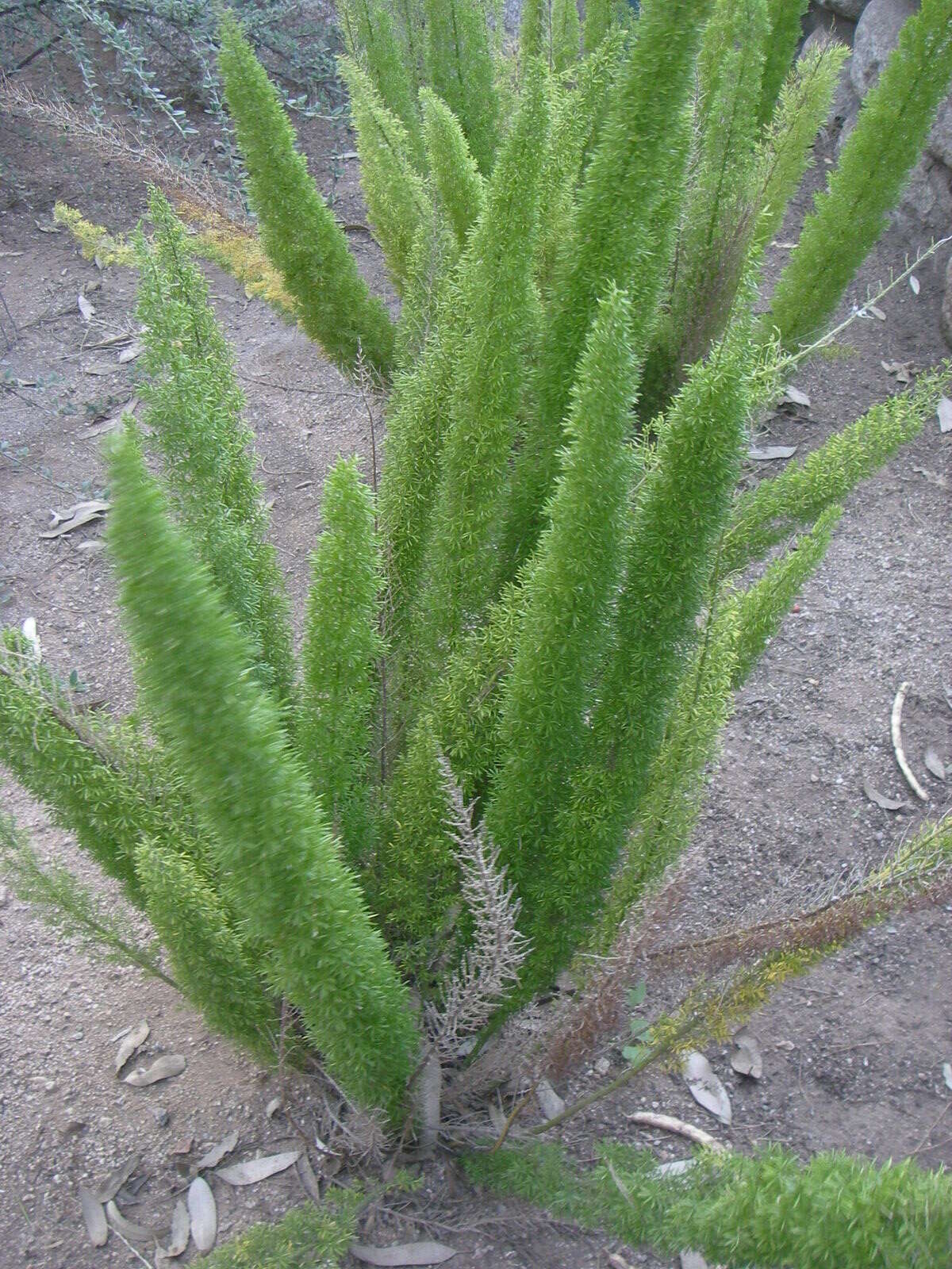 Image of Cwebe asparagus fern