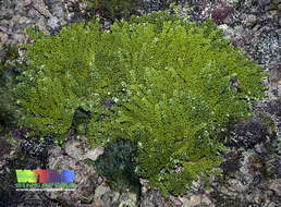 Image of caulerpa