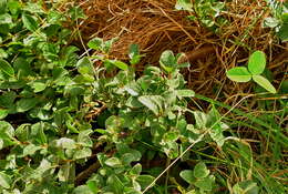 Image of Salix pyrenaica Gouan