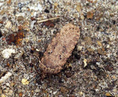 Image of Agonopterix heracliana Linnaeus 1758