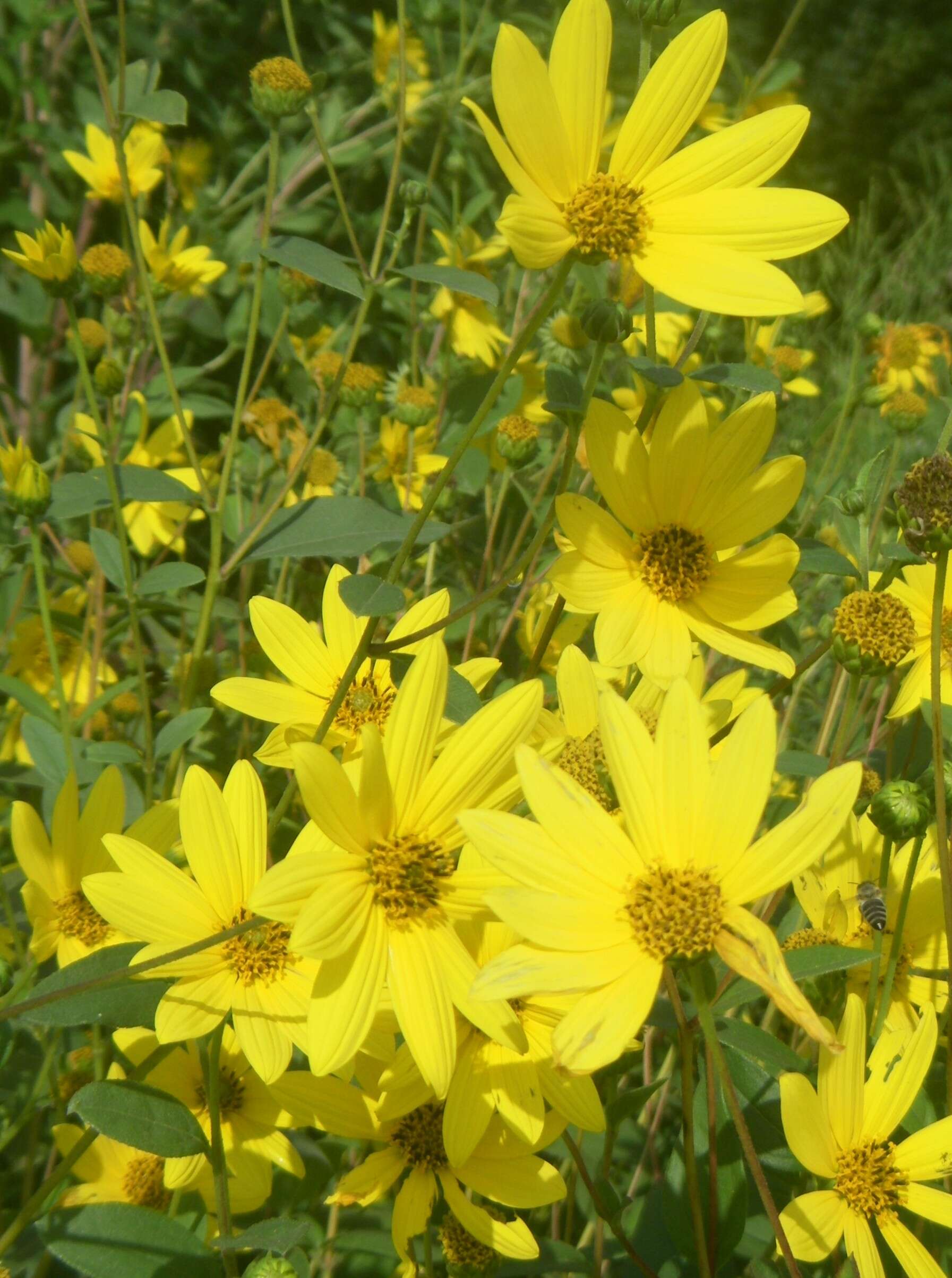 Image of stiff sunflower