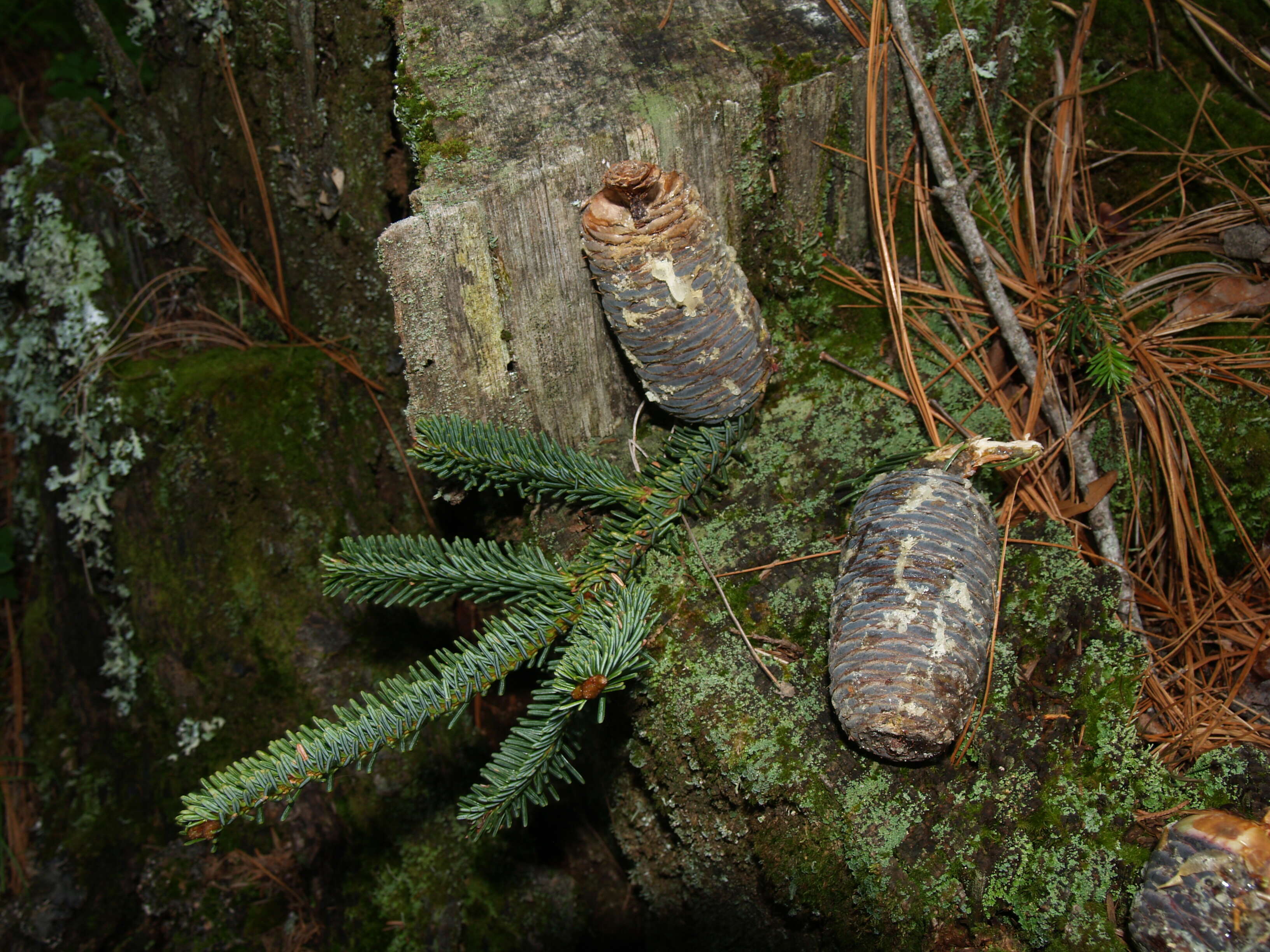 Image of Fir