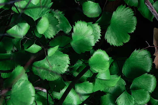 Image of California maidenhair