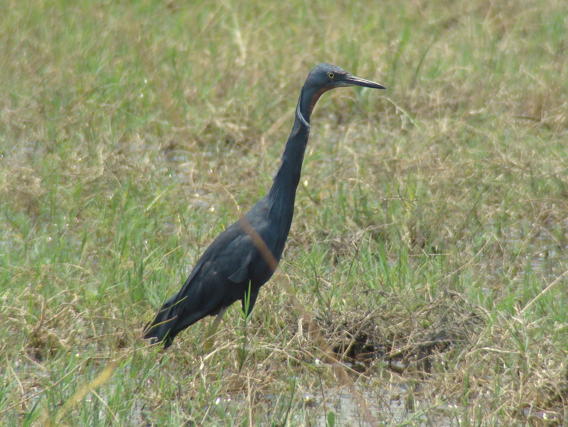 Image of Slaty Egret