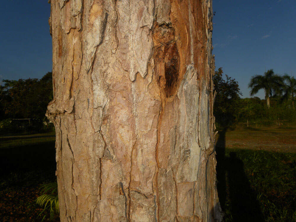 Image of Albizia guachapele (Kunth) Dugand