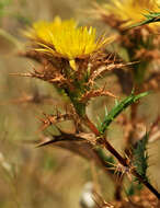 Image of Carlina hispanica subsp. hispanica