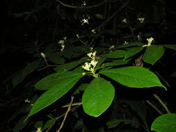 Image of Daphnopsis costaricensis K. Barringer & Grayum