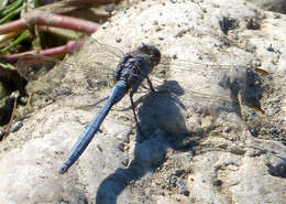 Image of Skimmers (Dragonflies)