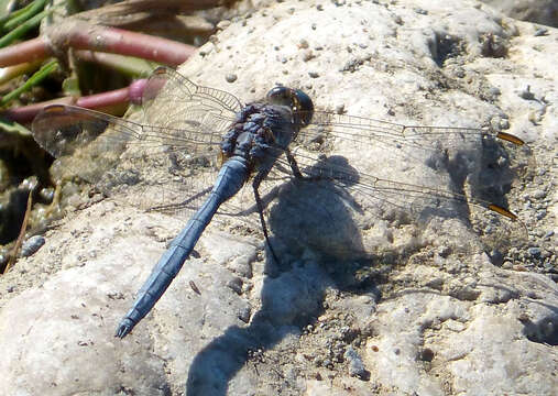 Image of Epaulet Skimmer