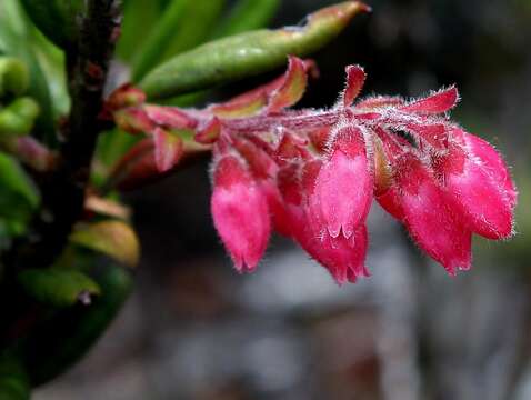 Image of Gaylussacia harleyi L. S. Kinoshita