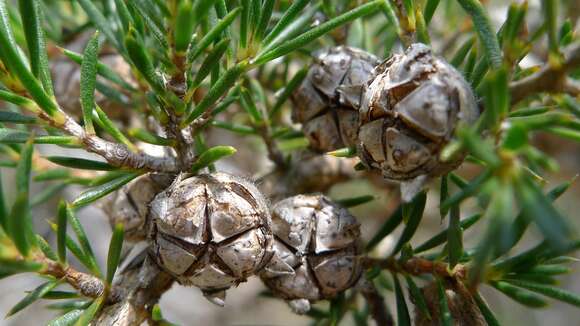 Image of Leptospermum arachnoides Gaertner