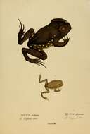 Image de Rhinella Fitzinger 1826