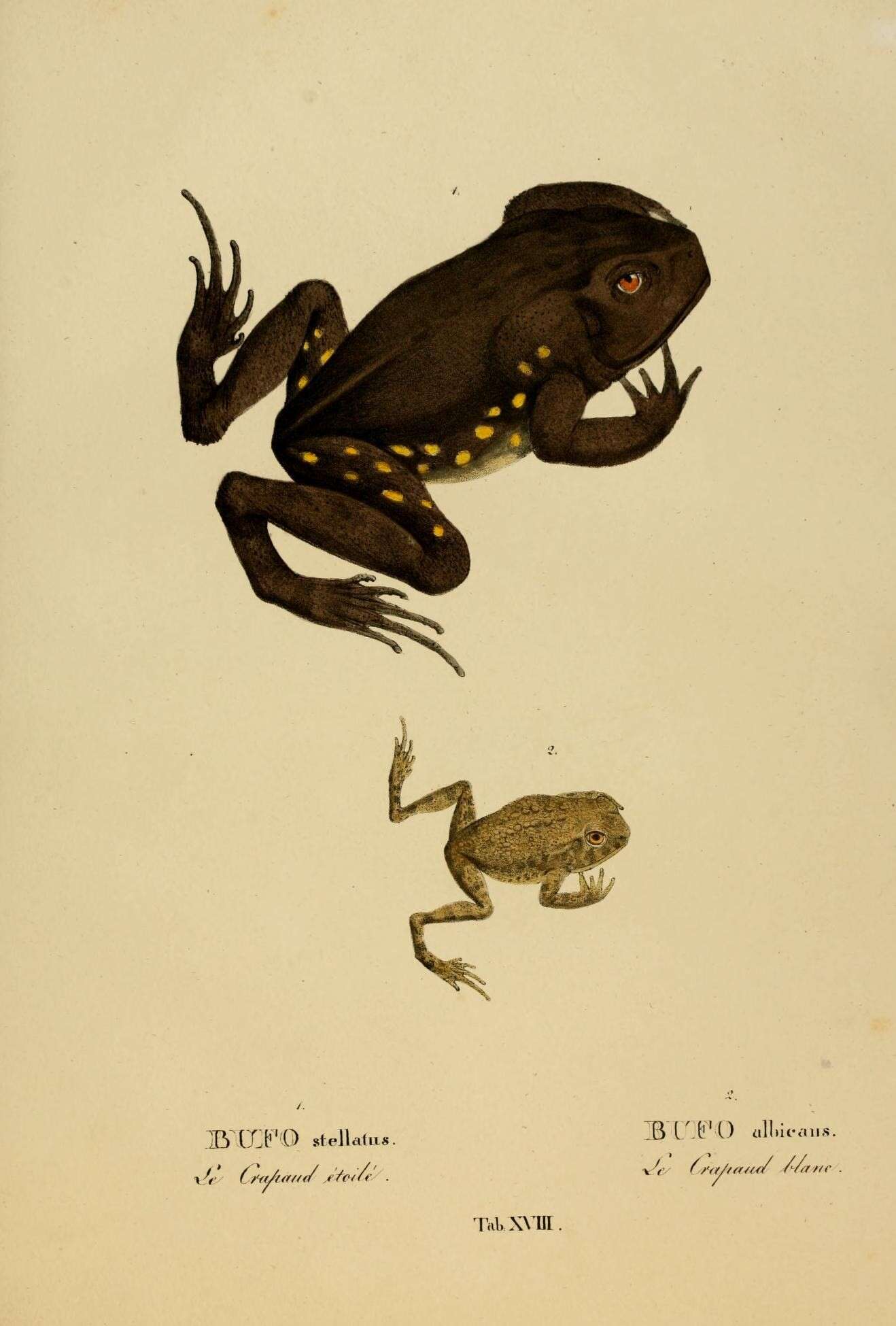 Image of beaked toads