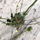 Image of Stylidium hymenocraspedum Wege