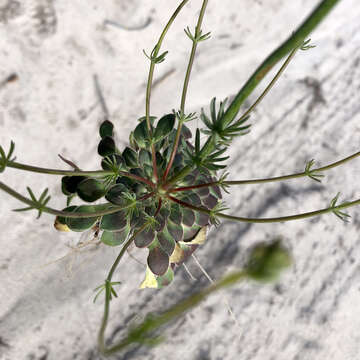 Sivun Stylidium hymenocraspedum Wege kuva