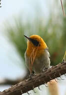 Image of olive warblers